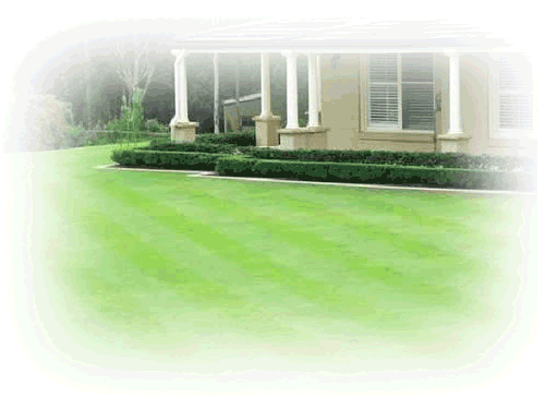 manicured lawn